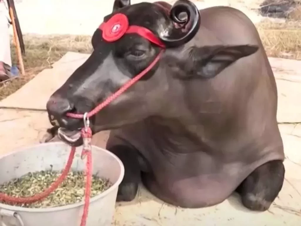 भैंसा कमा रहा हर महीने 5 लाख रूपए… जानिए कैसे… पढ़े पूरी खबर विस्तार से….