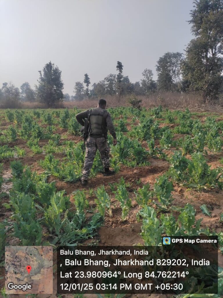 अवैध पोस्ता खेती के खेलाफ बारियातू पुलिस का लगतार अभियान जारी, 21 एकड़ भूमि पर लगा अवैध पोस्ता नष्ट,माफियाओं को दी सख्त चेतावनी