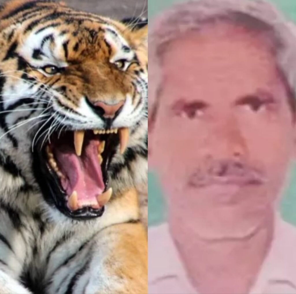 BREAKING : बाघ से हुआ सामना… खून से लथपथ किसान ने चालाकी से बचाई अपनी जान…. किसान का बयान सुनकर वन विभाग के अधिकारी भी है हैरान….. किसान ने जो आपबीती बताई उसे सुन कर आपके भी होश उड़ जाएंगे… पढ़े पूरी खबर