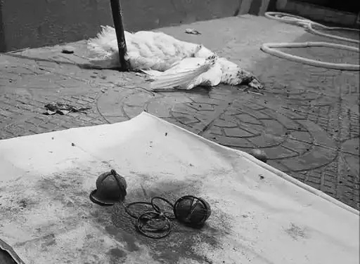 मुर्गे की बलि देकर परिवार को खत्म करने की साजिश, शिकायत पर पुलिस ने शुरू की जांच