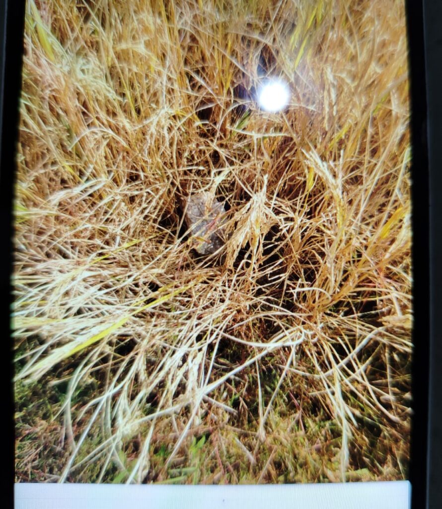 विस्फोट बाद छिटके पत्थर से धान कटनी महिला बाल बाल बची ,एक महिला को पीठ मे चोट