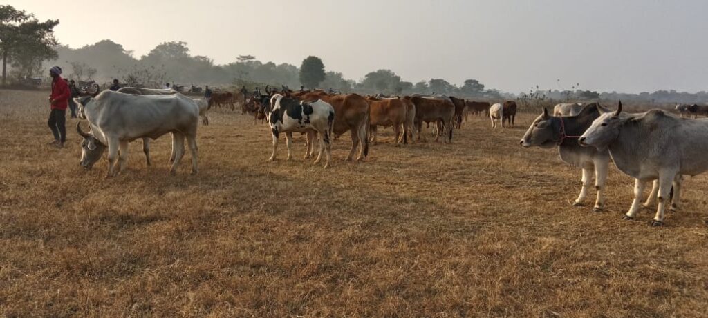 सिल्ली पुलिस द्वारा 58 पशु जब्त व 9 पशु तस्करों को किया गिरफ्तार