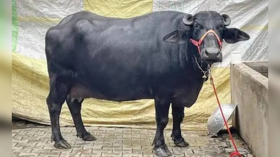 होली के जश्न के बीच शर्मनाक हरकत! भैंस को जबरन पिलाई शराब… फिर नशे में करवाया ये घिनौना काम….. VIDEO