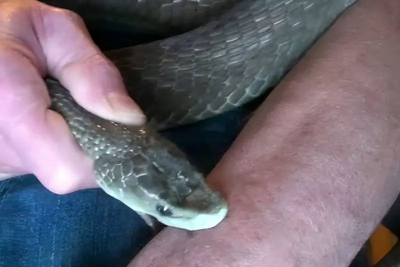 गुजरात में ड्रग्स सिंडिकेट का हुआ खुलासा…. घर में पाल रखे थे जहरीले सांप, एक बार डसवाने का लेते थे.. 50000…