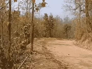 BREAKING: सारंडा जंगल में नक्सल विरोधी अभियान के दौरान IED ब्लास्ट, कोबरा के सहायक कमांडेंट गंभीर रूप से घायल