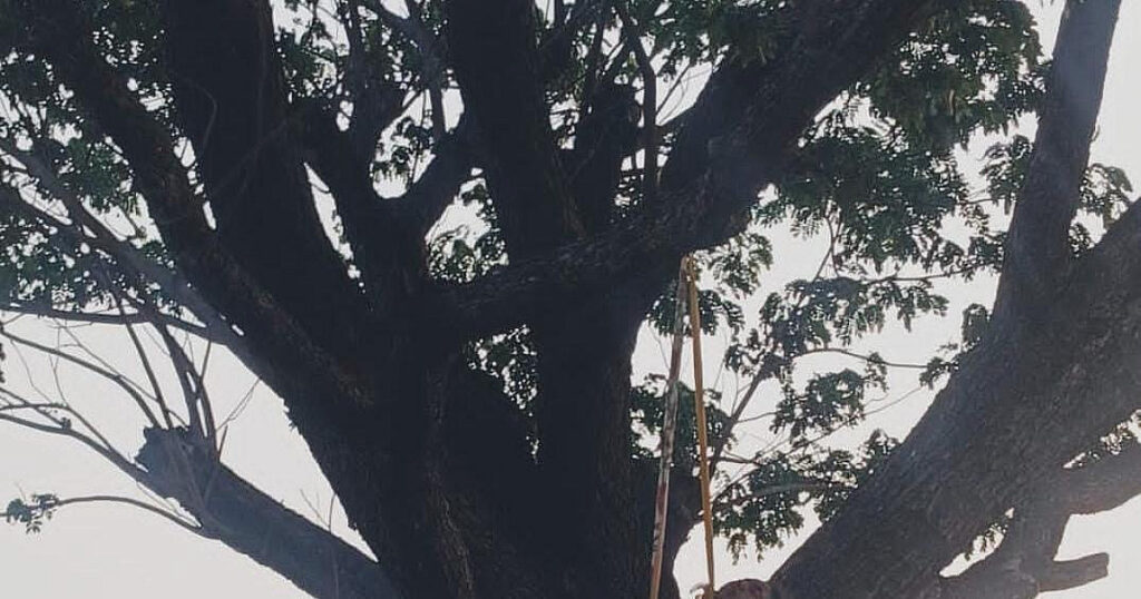 RANCHI : रांची में जीजा साली का पेड़ से झूलता मिला शव, इलाके में सनसनी,जाँच में जुटी पुलिस…. पढ़े पूरी खबर