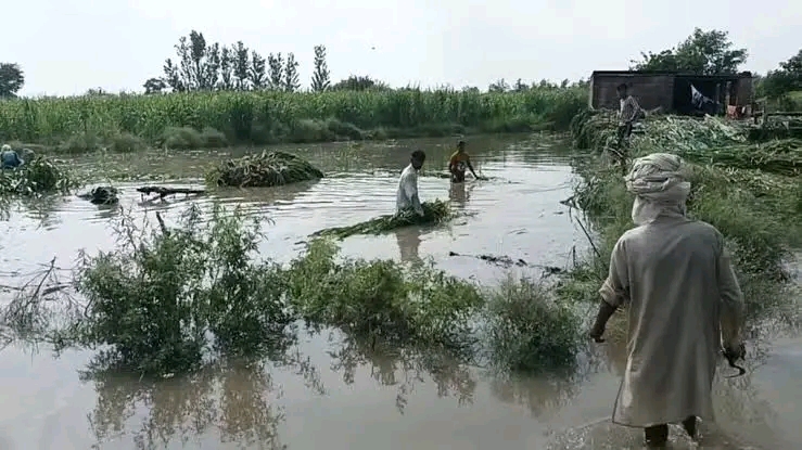 बिहार में बाढ़ से 270 करोड़ की फसल बर्बाद, 1.76 लाख हेक्टेयर प्रभावित
