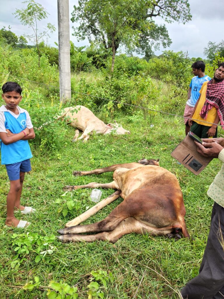 नरवा पहाड़ में बिजली की तार के चपेट में आने से दो बैल की मौत, पीड़ित मोसो बास्के ने एक लाख रुपया की क्षतिपूर्ति की मांग